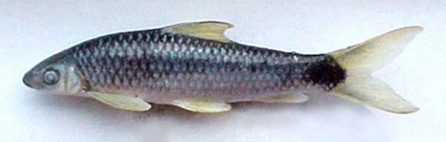 Crossocheilus reticulatus