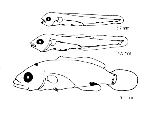 Ctenolabrus rupestris