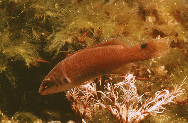 Ctenolabrus rupestris