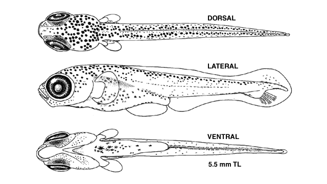 Culaea inconstans