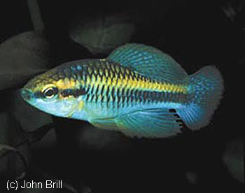 Cubanichthys pengelleyi