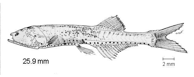 Cyclothone acclinidens