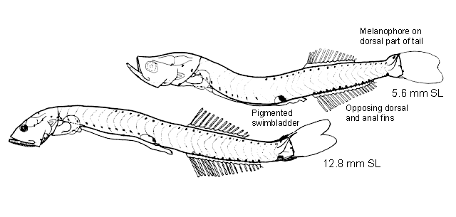 Cyclothone acclinidens