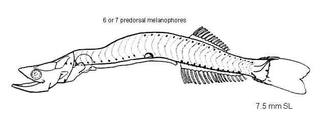 Cyclothone atraria