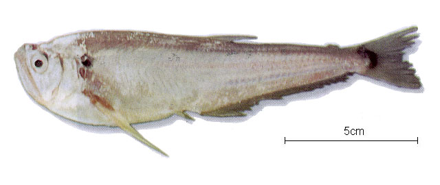 Cynodon gibbus