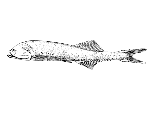 Cyclothone livida