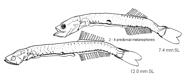 Cyclothone pseudopallida