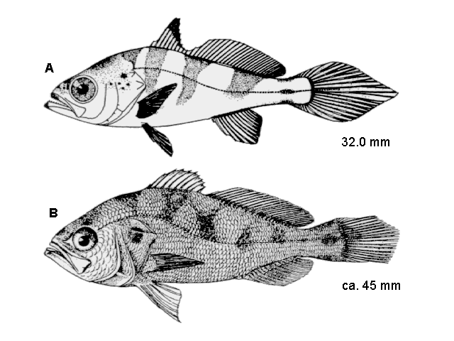 Cynoscion regalis