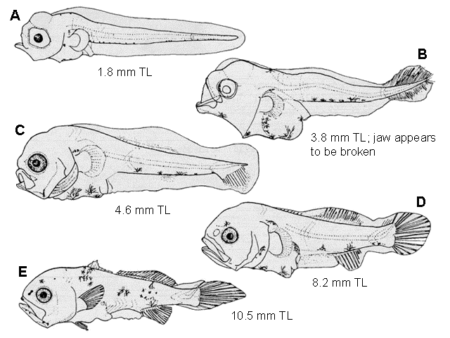 Cynoscion regalis