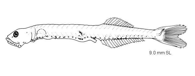 Cyclothone signata