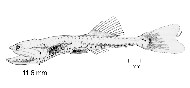 Cyclothone signata