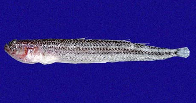 Dactyloscopus fimbriatus