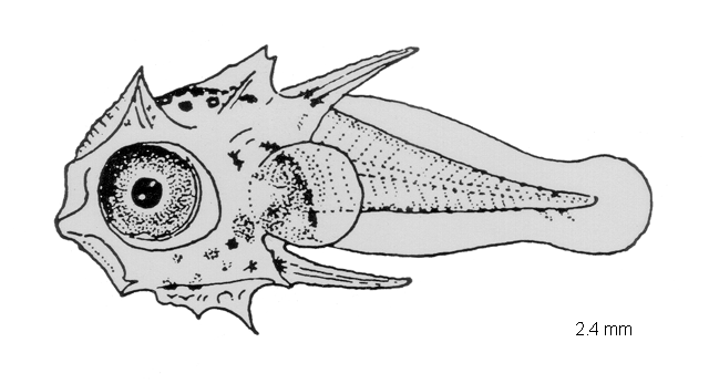 Dactylopterus volitans