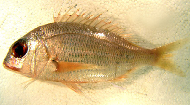 Dentex macrophthalmus