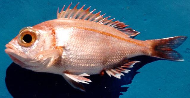 Dentex macrophthalmus