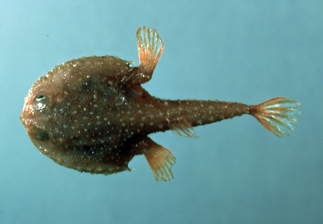 Dibranchus atlanticus