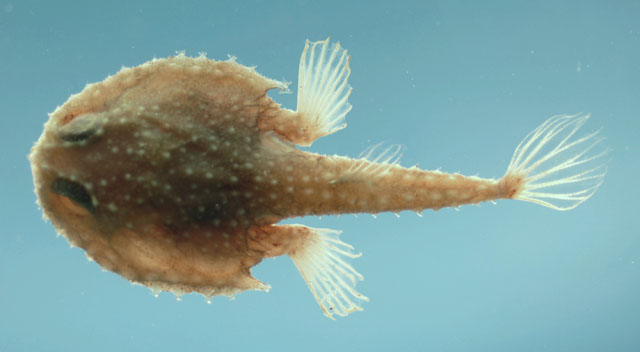 Dibranchus atlanticus