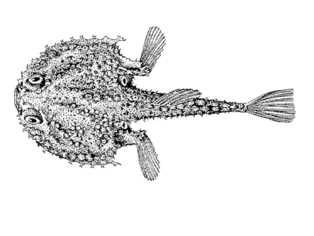 Dibranchus atlanticus