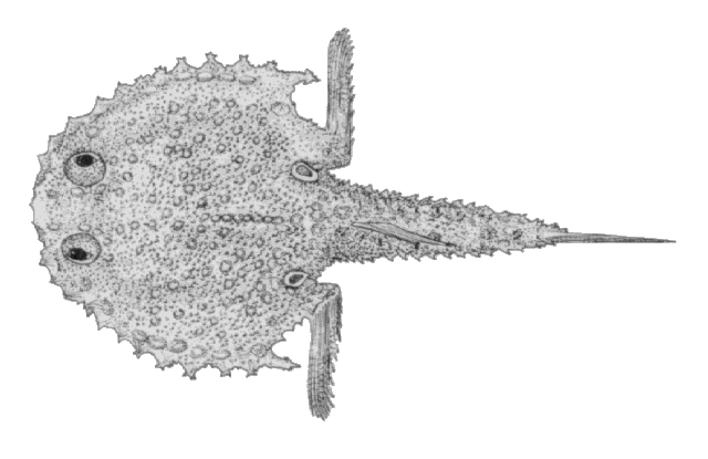 Dibranchus atlanticus