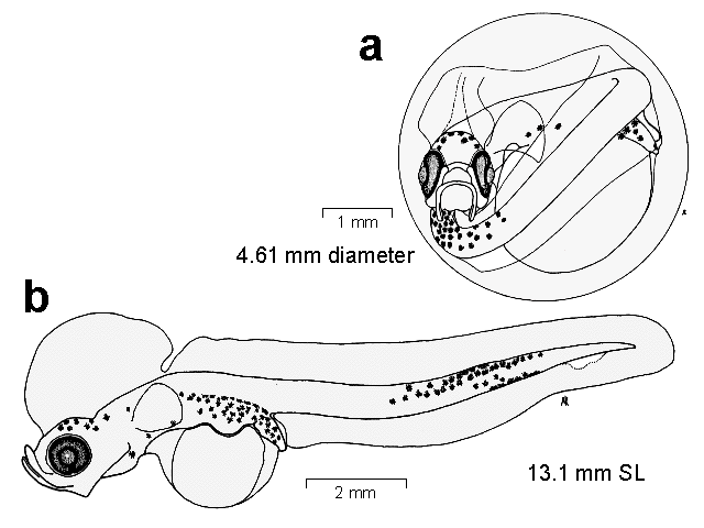 Dissostichus eleginoides