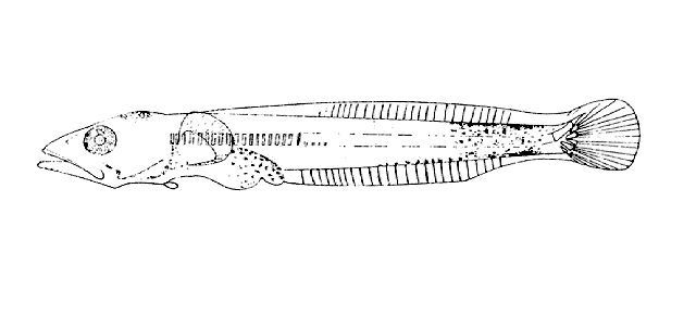 Dissostichus eleginoides