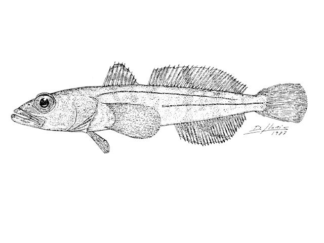 Dissostichus eleginoides