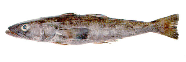 Dissostichus eleginoides