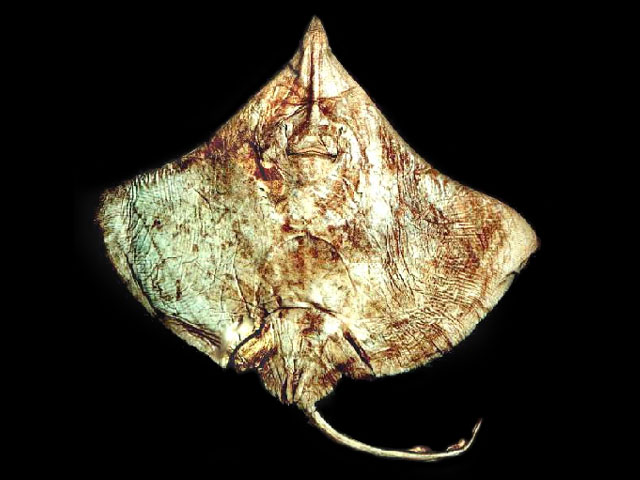 Dipturus mennii