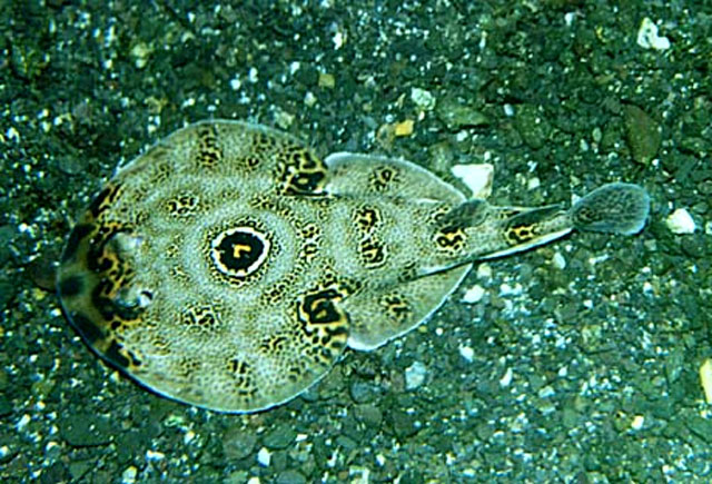 Diplobatis ommata