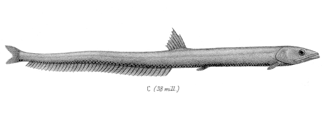 Diplophos taenia