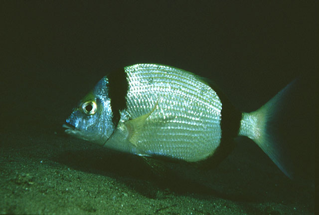 Diplodus vulgaris