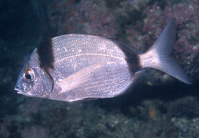 Diplodus vulgaris