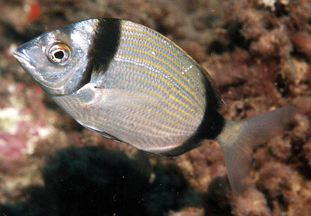 Diplodus vulgaris