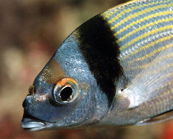 Diplodus vulgaris