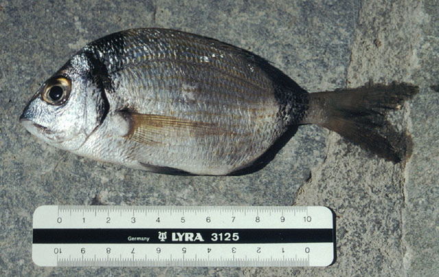 Diplodus vulgaris