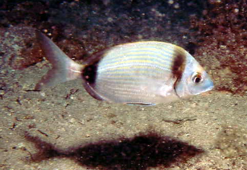 Diplodus vulgaris