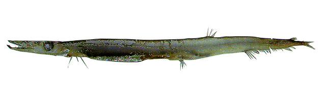 Dolichosudis fuliginosa