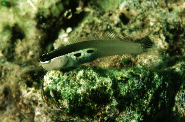 Ecsenius bimaculatus