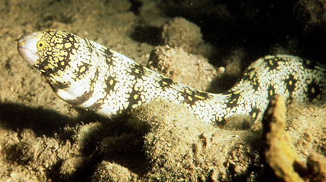 Echidna nebulosa