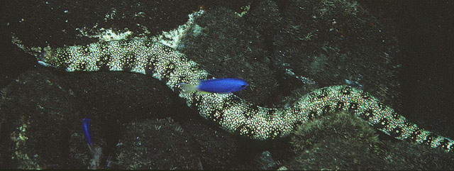 Echidna nebulosa