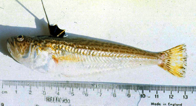 Echiichthys vipera