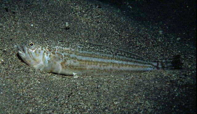 Echiichthys vipera