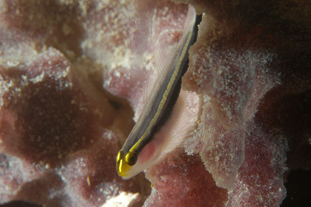 Elacatinus colini