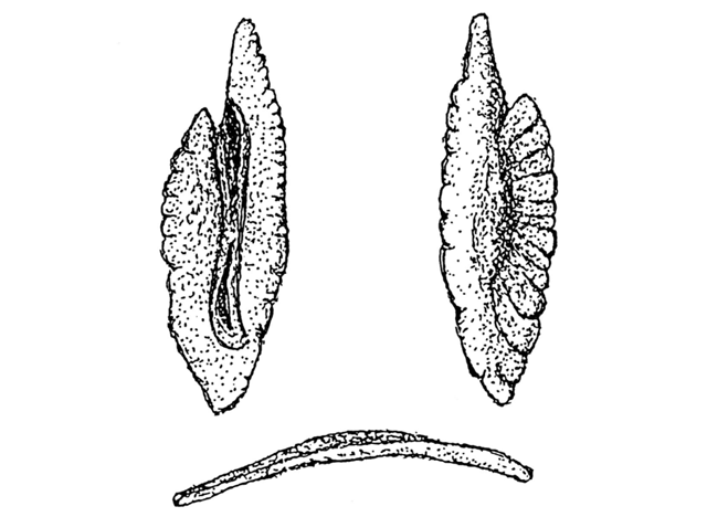 Eleginops maclovinus