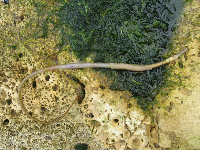 Entelurus aequoreus