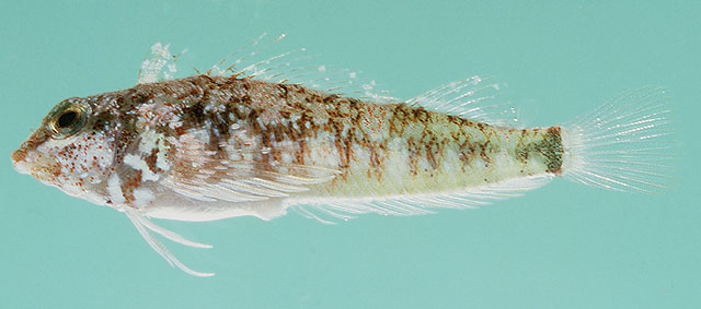 Enneapterygius hemimelas