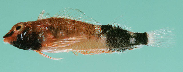 Enneapterygius hemimelas