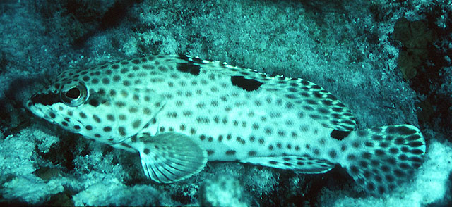 Epinephelus adscensionis