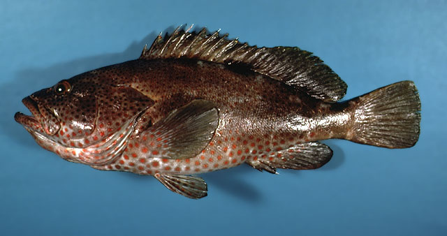 Epinephelus adscensionis