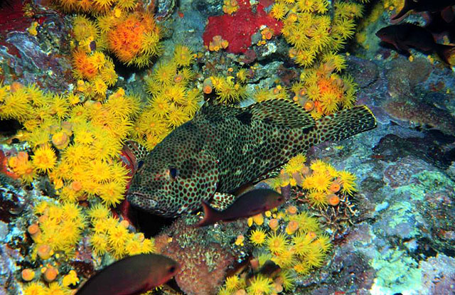 Epinephelus adscensionis